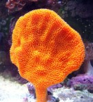 OrangeFanSpongeSmall