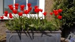 Red tulips in a window box