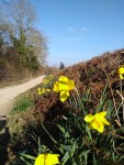 daffodils at moel famau
