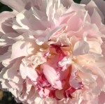 Decorative image of a flower