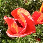 Decorative image of a poppy flower