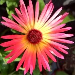 Decorative image of a summer flower