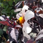 Decorative image of a bee on a flower