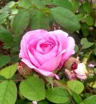 Decorative image of a pink rose