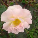 Decorative image only