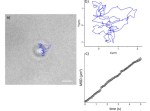 (a) Two-dimensional random dynamics (blue line) of a pelp20 bacteriophage monitored for a period of 5 s. Scale bar, 2 µm. (b) A plot of the same dynamics and (c) the mean square displacement (MSD) of the random walk. The MSD of the random walk is represented by square data points, and a linear fit (black line) has been applied to the data.